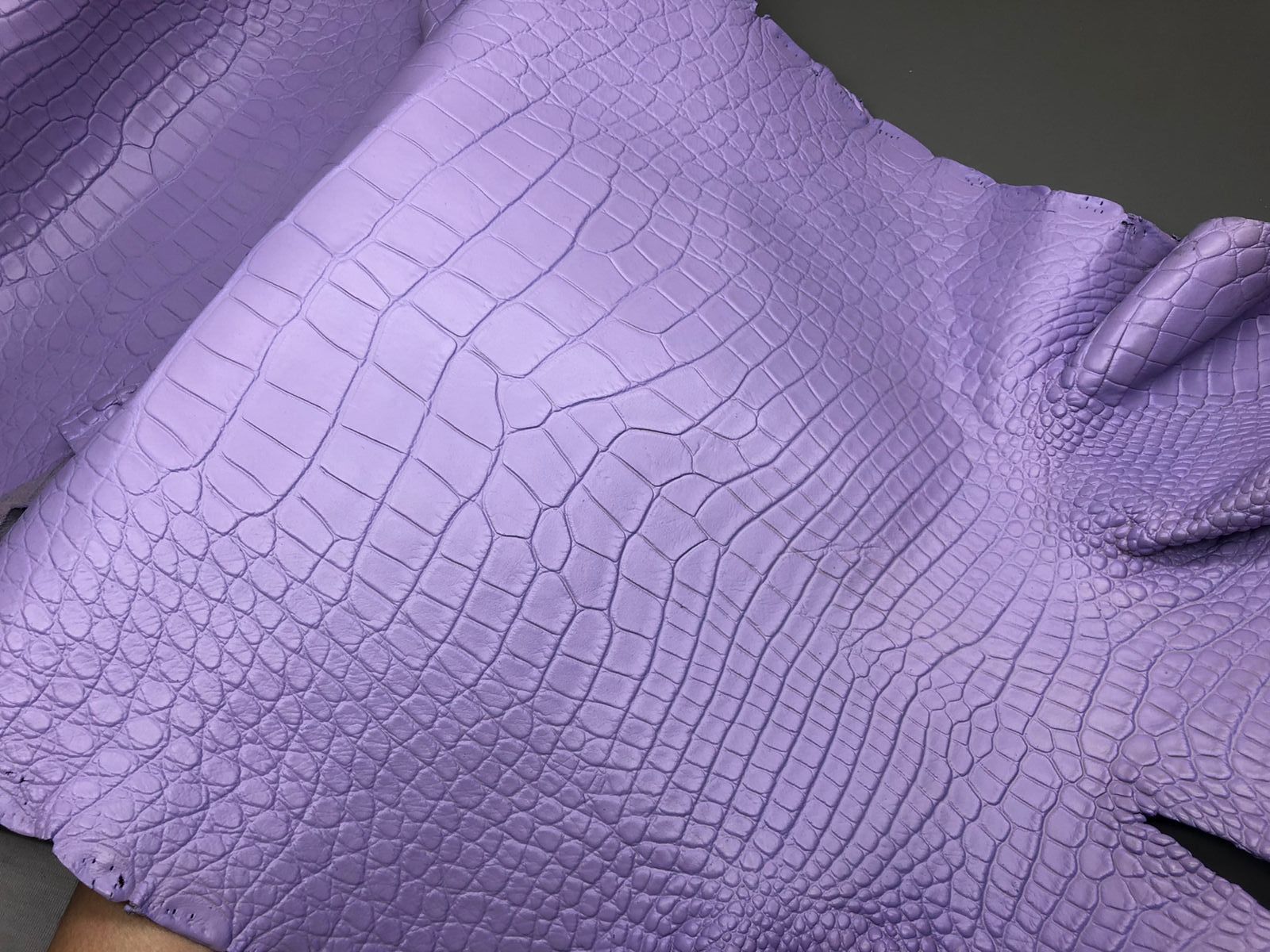 crocodile skin 4